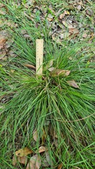 Carex inversa