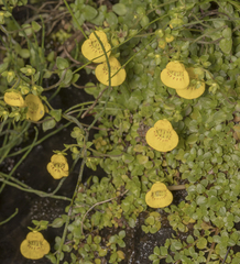 Calceolaria tenella