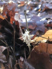 Akanthomyces tuberculatus