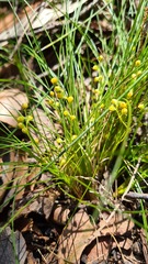 Lomandra brevis