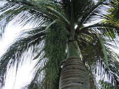 Pseudophoenix vinifera