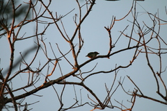 Psilopogon haemacephalus