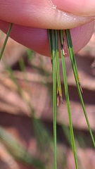 Lomandra brevis