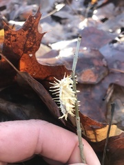 Akanthomyces tuberculatus