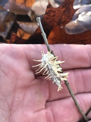 Akanthomyces tuberculatus