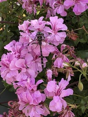 Austroaeschna parvistigma