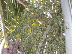 Pseudophoenix vinifera