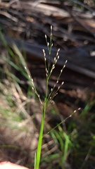 Panicum simile