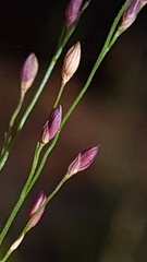 Panicum simile