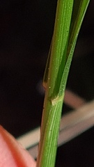 Panicum simile