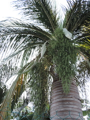 Pseudophoenix vinifera