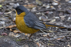 Cossypha dichroa dichroa