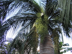 Pseudophoenix vinifera