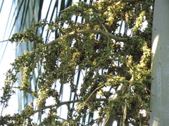 Pseudophoenix vinifera