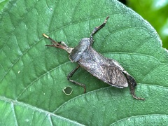 Phyllogonia limosa