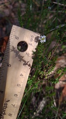 Leucopogon microphyllus