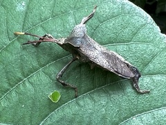 Phyllogonia limosa