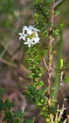Leucopogon microphyllus