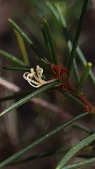 Hakea sericea