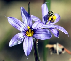 Sisyrinchium montanum