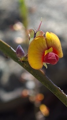 Bossiaea scolopendria