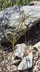 Bossiaea scolopendria