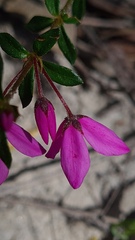 Tetratheca thymifolia