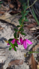 Tetratheca thymifolia