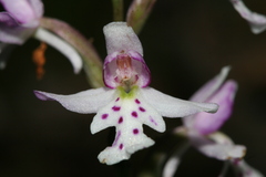 Galearis rotundifolia