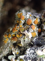 Athallia pyracea