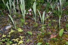 Galearis rotundifolia