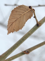 Ulmus pumila
