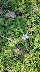 Geranium richardsonii