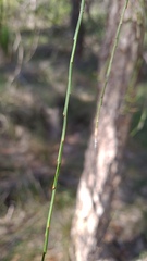 Leptomeria acida