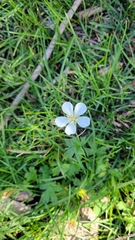 Geranium richardsonii