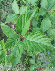Rubus fruticosus