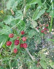 Rubus fruticosus