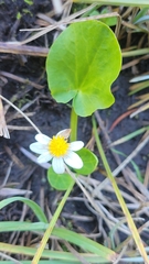 Caltha chionophila