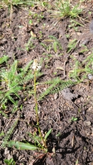 Bistorta bistortoides