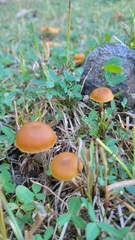 Kuehneromyces lignicola