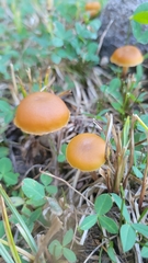 Kuehneromyces lignicola