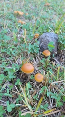 Kuehneromyces lignicola