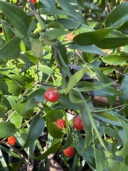 Asparagus asparagoides