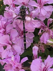 Austroaeschna parvistigma