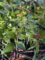 Asparagus asparagoides