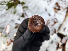 Hygrophorus hypothejus