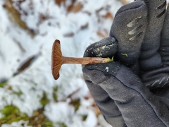 Hygrophorus hypothejus