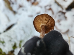Hygrophorus hypothejus