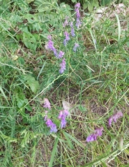 Vicia tenuifolia