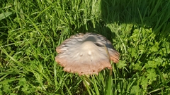 Volvopluteus gloiocephalus